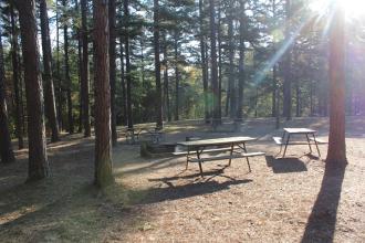 picnic tables under lots of trees