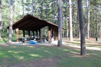 picnic shelter under tall pine trees