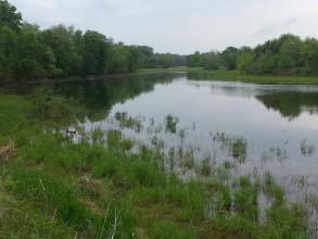 A river with tall grass growing by the side