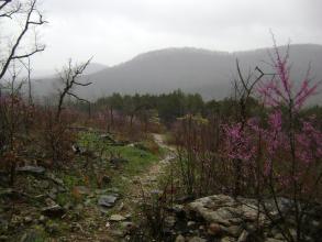 a rocky, grassy trail