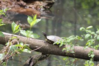 a turtle on a log