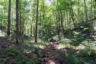 A forest on a sunny day