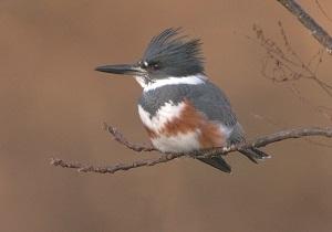 belted kingfisher bird