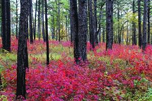lots of pink wildflowers under on the forest floor