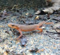 Orange central newt on cave floor
