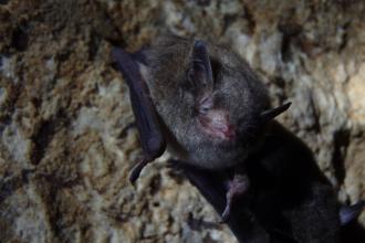 A gray bat hanging on the wall of a cave