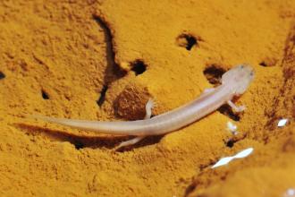 A pale grotto Salamander on a rock wall