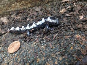 A black and white marbled salamander on the dirt floor of a cave