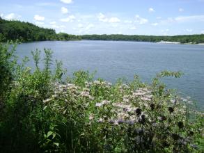 Purple flowers growing on the bank of a river