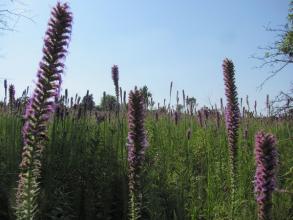 purple wildflowers