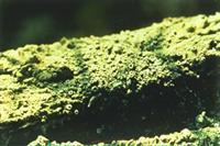 Flavoparmelia rutidota lichen growing on an ancient cedar tree