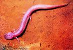 Pink salamander an an orange rock wall