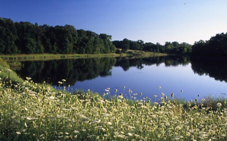 Daisies growing by the side of a large lake