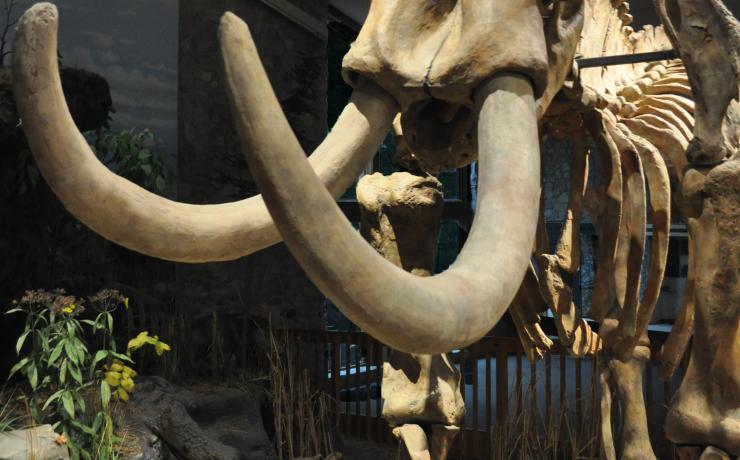 An assembled fossil of a Mastodon
