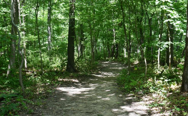A wooded trail