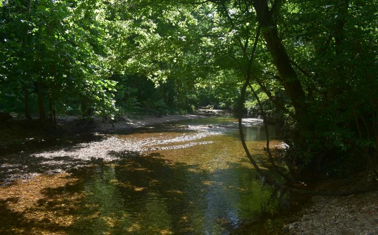 A creak in the woods