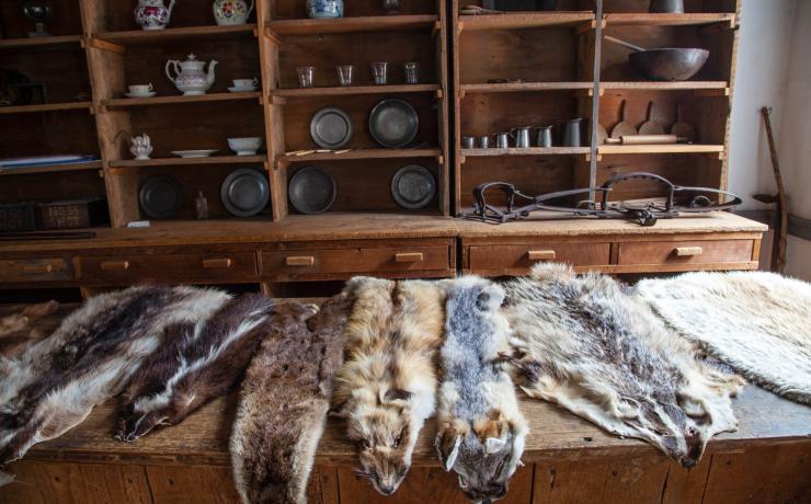Animal pelts on display