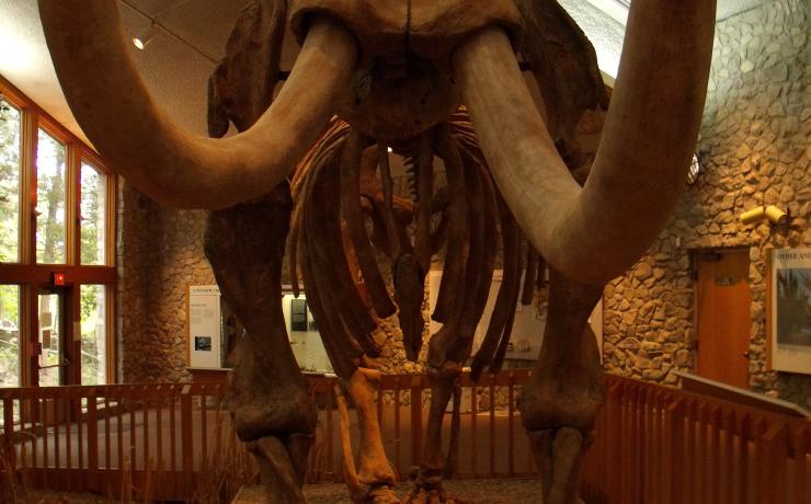 Mastodon fossil