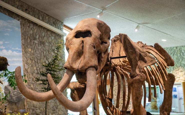 Mastodon fossil