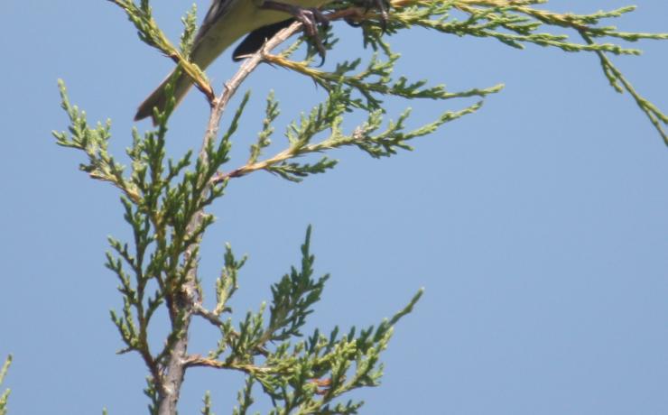 A bird on a tree top