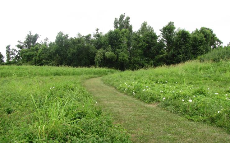 A grassy trail