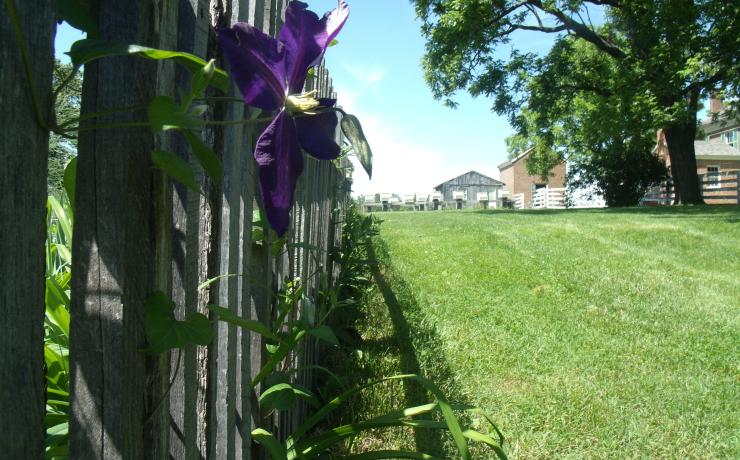 A purple flower wound around a fence post