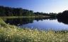 Daisies growing by the side of a large lake