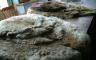 Animal pelts displayed on a table