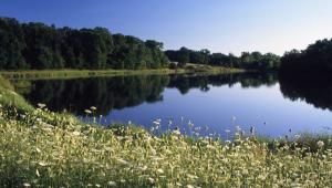 Daisies growing by the side of a large lake