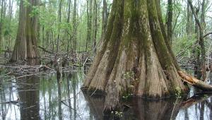 the roots and bottom of the Big Oak Tree