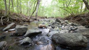 A stream flowing through the woods