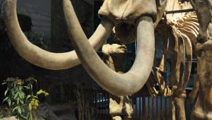 An assembled fossil of a Mastodon