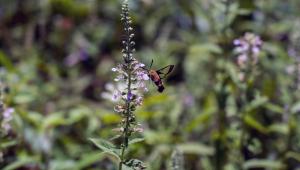 An insect near a purple flower