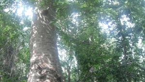 A tree with large roots