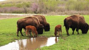 Bison drinking from a puddle