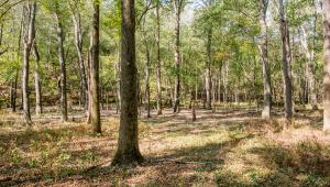 Trees and grass in Eleven Point State Park.