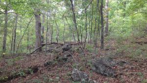 Trees, rocks and grass at Jay Nixon Backcountry.