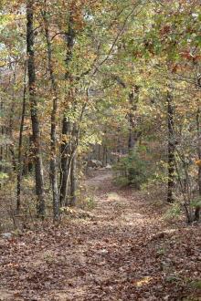 A hiking trail covered in leaves