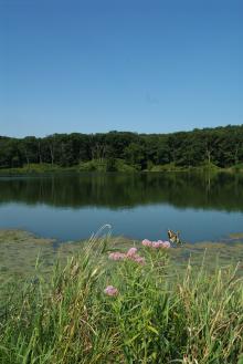 pink wildflowers in the foreground with the lake in the background