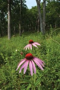 purple coneflowers