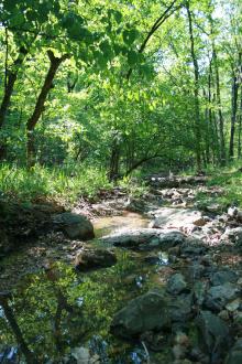 A creek running through a forest