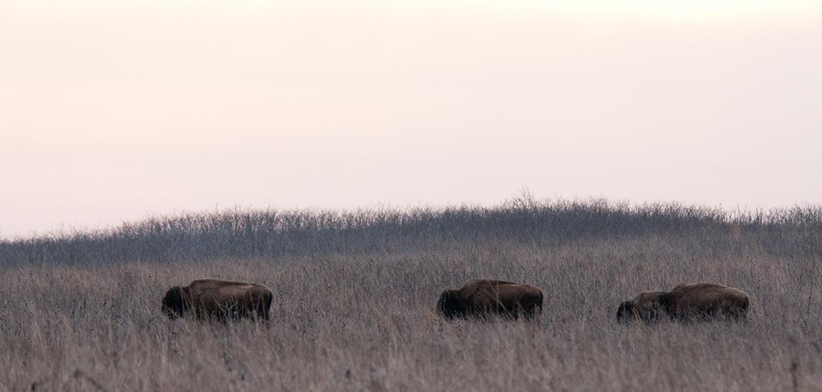 Three bison grazing on the prairie.