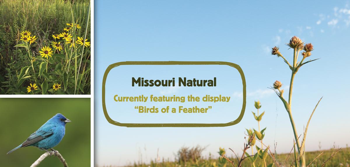 Missouri Natural exhibit currently featuring the display "Birds of a Feather".